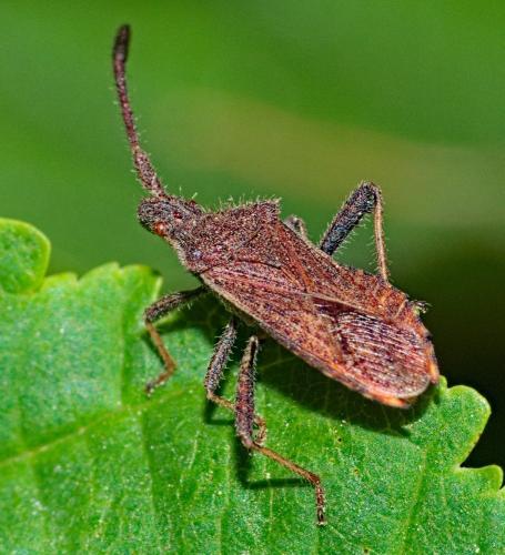 Coriomeris denticulatus